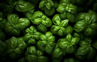 Busuiocul – proprietăți și beneficii