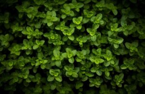 Oregano – proprietăți și beneficii