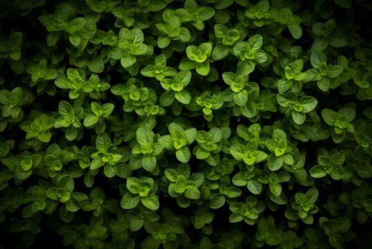 Oregano – proprietăți și beneficii