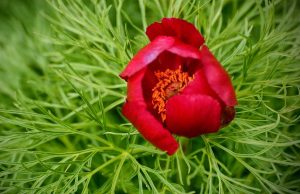 ”Onor Veteranilor de Război” – Campania MApN bujorul romanesc