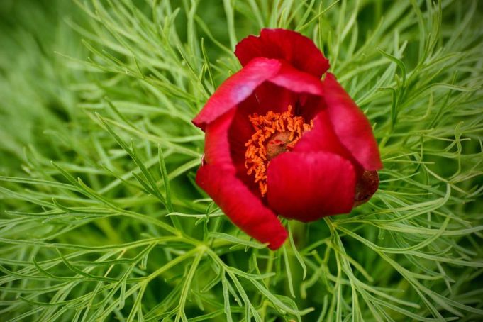 ”Onor Veteranilor de Război” – Campania MApN bujorul romanesc