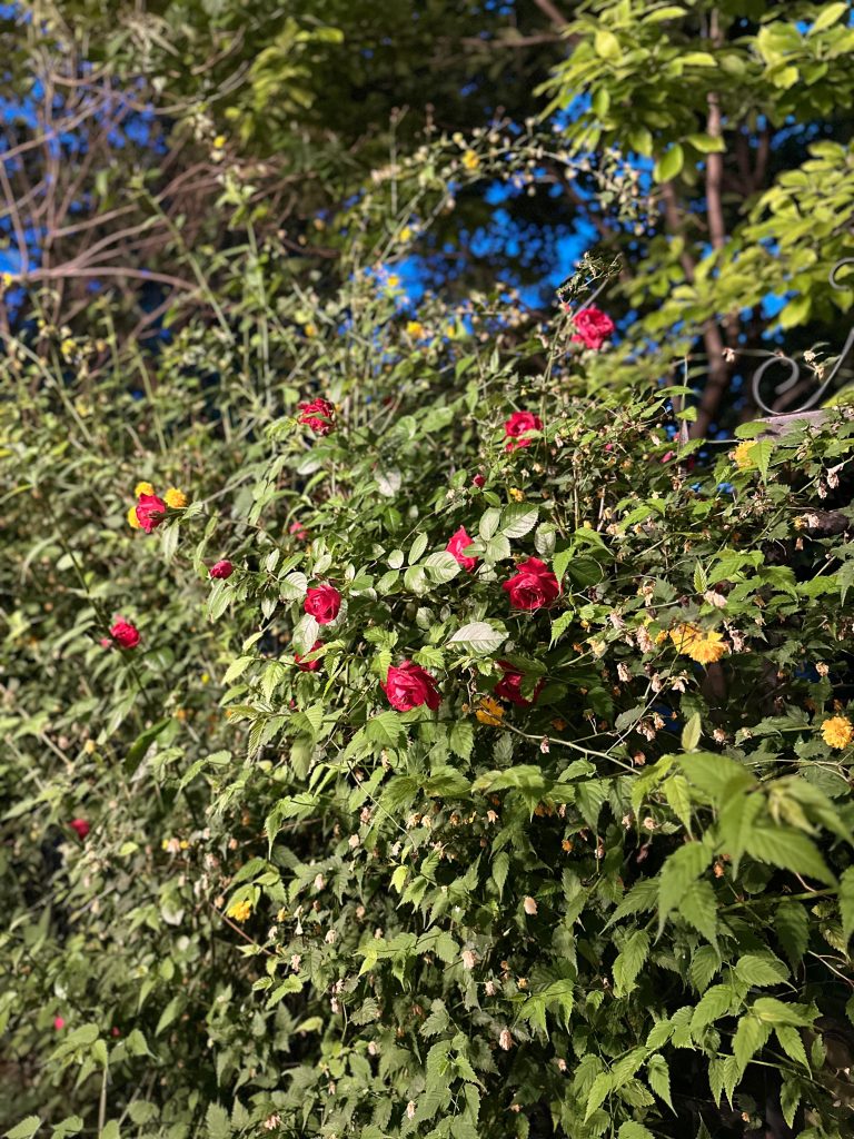 manastirea radu voda