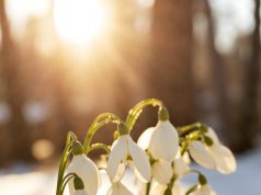 Mărțișorul – între tradiție populară și semnificații creștine