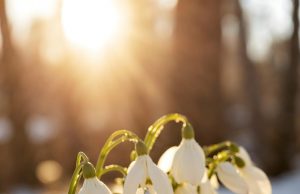 Mărțișorul – între tradiție populară și semnificații creștine